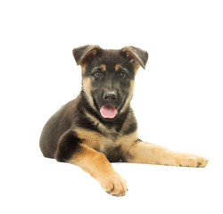 Shepherd Dog puppy on a white background isolated