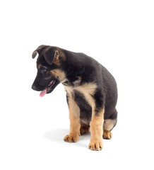 German Shepherd puppy looks on a white background isolated