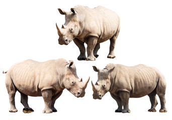 Set of Three Rhinoceros Isolated on a White Background.