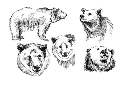 hand-drawn illustration of a bear in the different corners