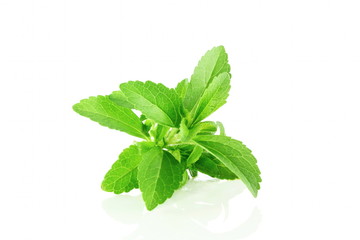fresh stevia herbs closeup in pure white background - obrazy, fototapety, plakaty