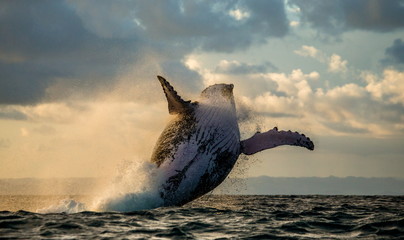Naklejka premium Humpback whale jump at sunset. Madagascar. Waters of the island of St. Mary. 