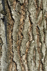 Birch tree bark
