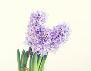 Fototapeta premium hyacinth growing in a pot