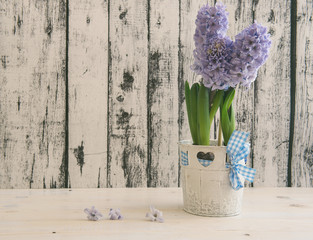 hyacinth growing in a pot