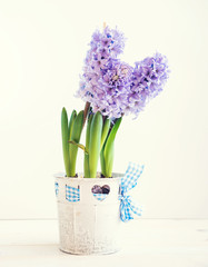 hyacinth growing in a pot