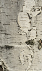 Birch tree bark