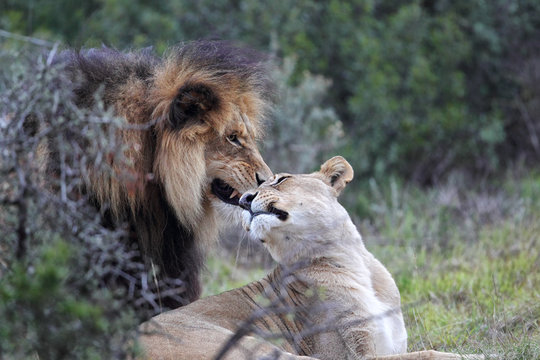 Fototapeta Löwenpaar