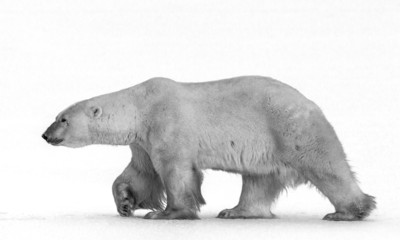 Polar bears are nose to nose.
