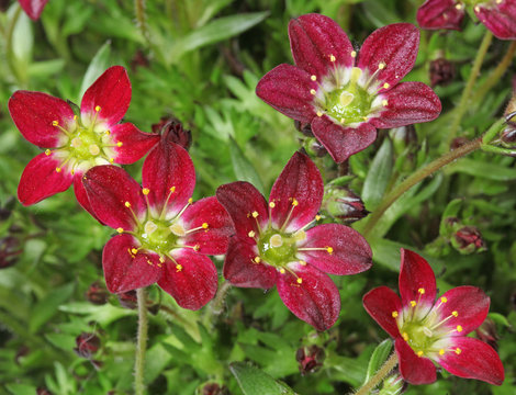 Saxifrage Arendsii