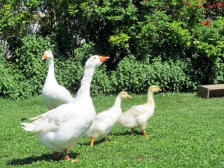 family of geese
