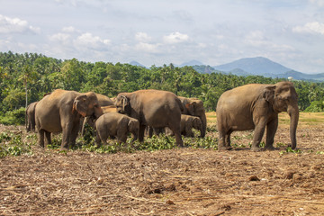 Wild Elephants in Nature