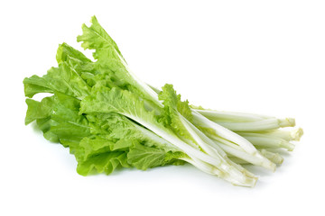 lettuce  isolated on white background
