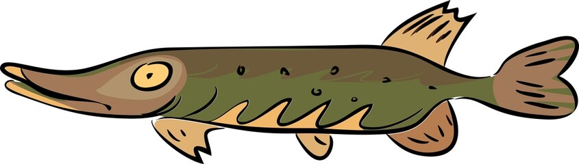 Northern pike