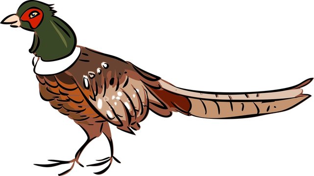 Pheasant