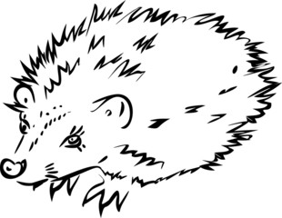 Sketch of Hedgehog