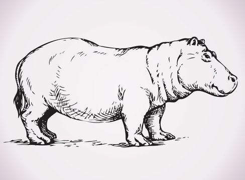 Big hippopotamus. Vector drawing