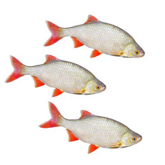 The Common Rudd (Scardinius erythropthalmus).