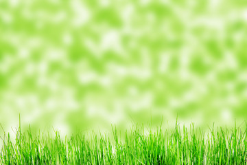 Fototapeta na wymiar green grass isolation on the white backgrounds