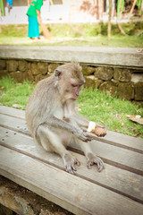 Fototapeta premium Monkeys in Ubud Bali