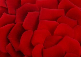 Fototapeta premium Bright petals of roses close up