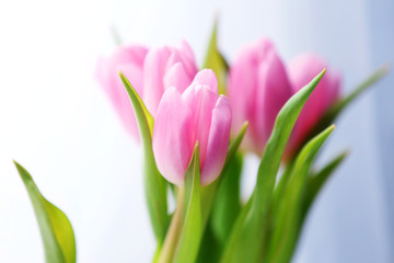 Beautiful pink tulips on light background