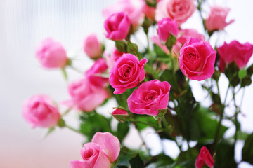 Beautiful pink roses on light background