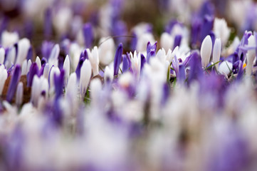 Crocus