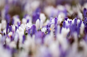 Crocus