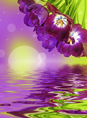 Fototapeta na wymiar bunch of purple tulips and bokeh background