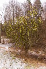 leafless apple tree