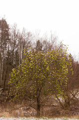 Obraz premium leafless apple tree