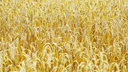 wheat