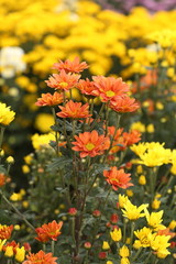 beautiful Chrysanthemum flower blooming