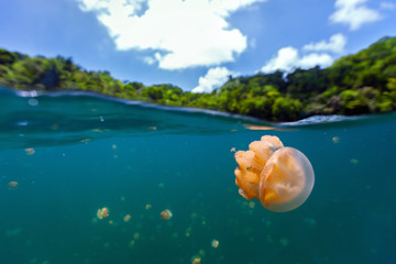 Jellyfish Lake