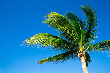 Obraz premium Palm tree