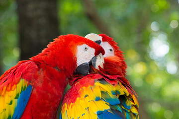 Macaws parrots