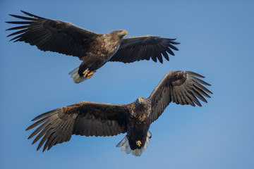Soaring white-tailed eagles
