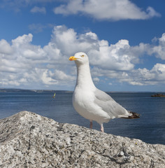 A Cornish Seagull