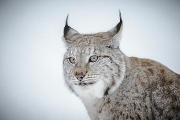 Naklejka premium Lynx close-up