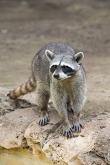 Raccoon