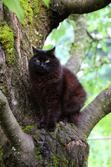 Chat