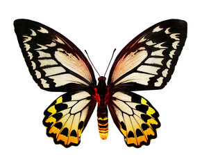 Color butterfly , isolated on white