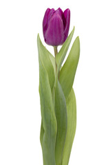 Purple Tulip