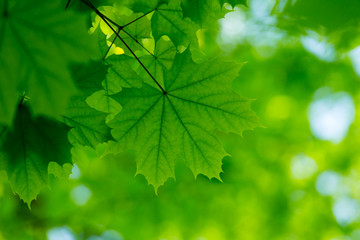 green leaves