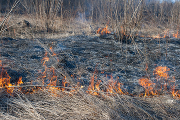 wildfire