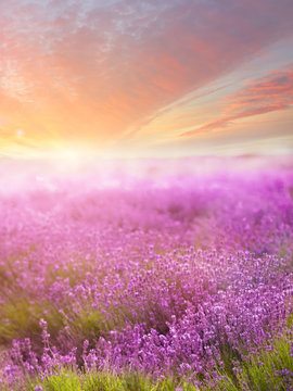 Lavender field on sunset