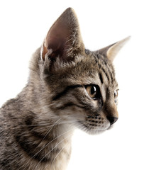 Portrait of cute kitten isolated on white