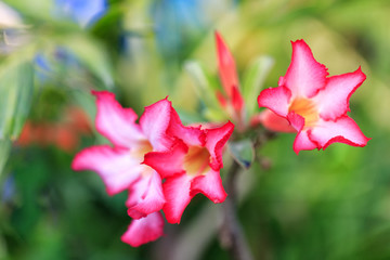 Colorful  red, pink flower with green background