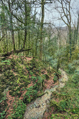 Yew-tree grove, Sochi caucasian biosphere reserve